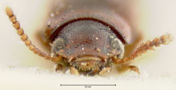 Media type: image;   Entomology 7063 Aspect: head frontal view